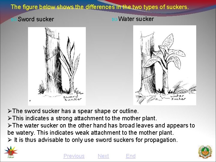 The figure below shows the differences in the two types of suckers. Water sucker