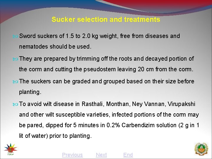 Sucker selection and treatments Sword suckers of 1. 5 to 2. 0 kg weight,