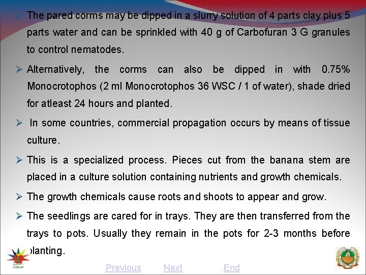  The pared corms may be dipped in a slurry solution of 4 parts