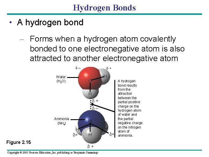 Hydrogen Bonds • A hydrogen bond – Forms when a hydrogen atom covalently bonded