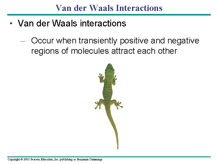 Van der Waals Interactions • Van der Waals interactions – Occur when transiently positive