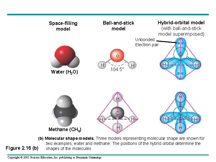 Ball-and-stick model Space-filling model Hybrid-orbital model (with ball-and-stick model superimposed) Unbonded Electron pair O