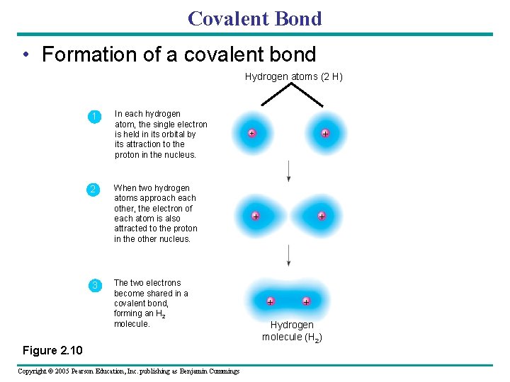 Covalent Bond • Formation of a covalent bond Hydrogen atoms (2 H) 1 2