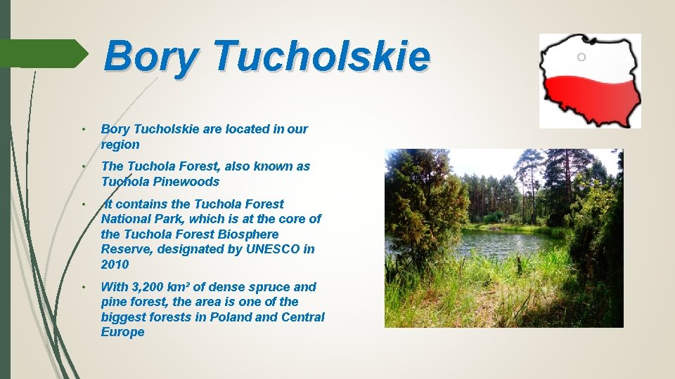 Bory Tucholskie • Bory Tucholskie are located in our region • The Tuchola Forest,