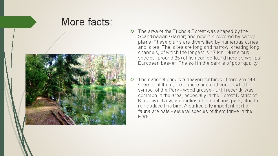 More facts: The area of the Tuchola Forest was shaped by the Scandinavian Glacier;