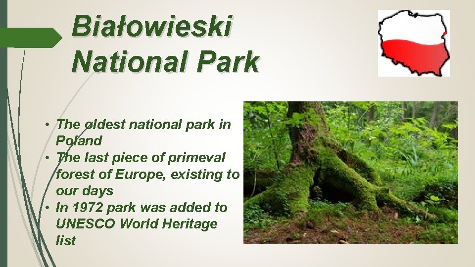 Białowieski National Park • The oldest national park in Poland • The last piece