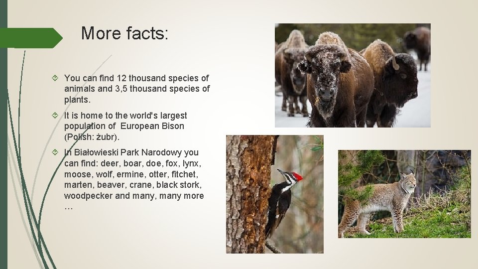 More facts: You can find 12 thousand species of animals and 3, 5 thousand