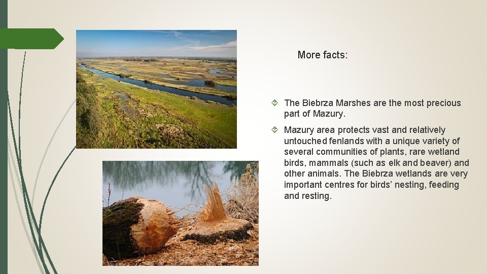 More facts: The Biebrza Marshes are the most precious part of Mazury area protects