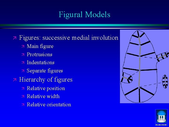 Figural Models ä Figures: successive medial involution ä ä ä Main figure Protrusions Indentations