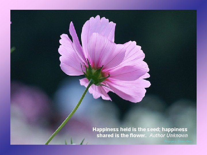 Happiness held is the seed; happiness shared is the flower. Author Unknown 