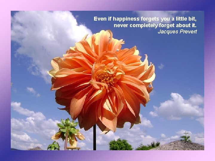 Even if happiness forgets you a little bit, never completely forget about it. Jacques