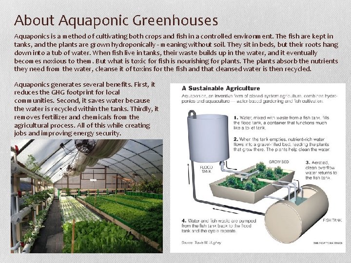 About Aquaponic Greenhouses Aquaponics is a method of cultivating both crops and fish in