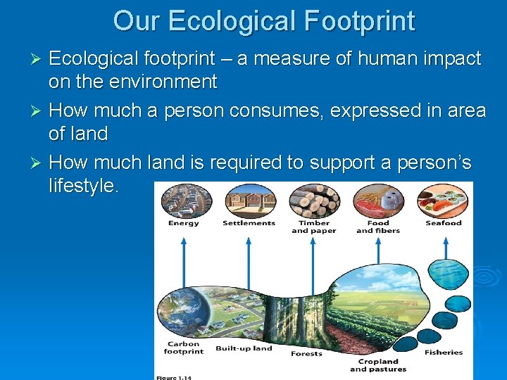 Our Ecological Footprint Ecological footprint – a measure of human impact on the environment