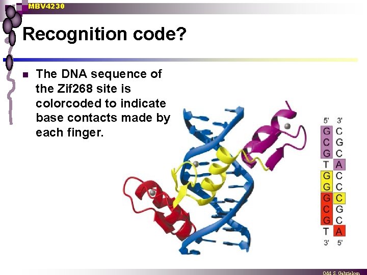 MBV 4230 Recognition code? n The DNA sequence of the Zif 268 site is