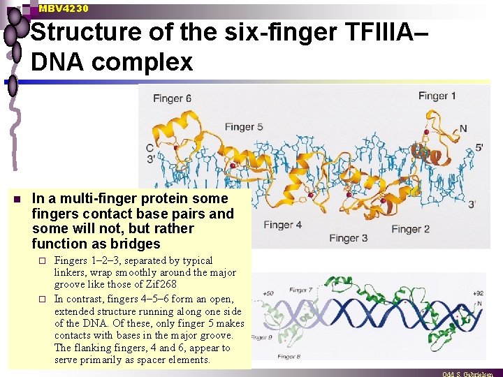 MBV 4230 Structure of the six-finger TFIIIA– DNA complex n In a multi-finger protein