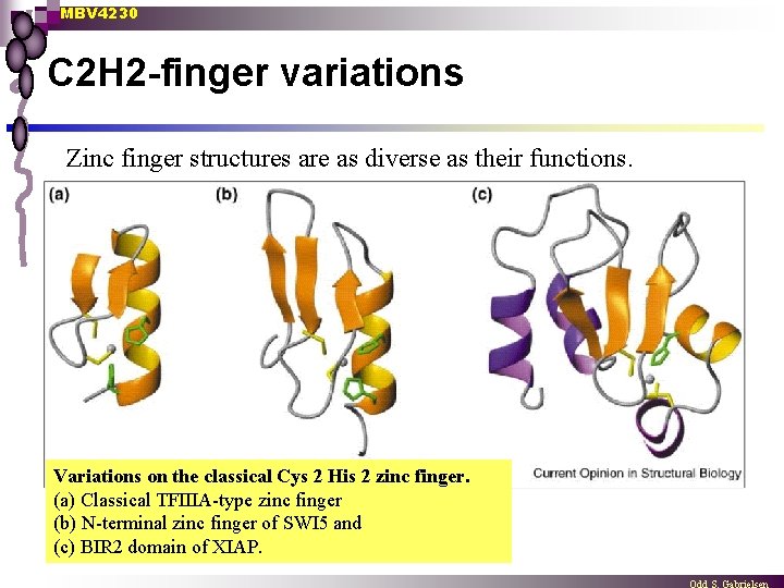 MBV 4230 C 2 H 2 -finger variations Zinc finger structures are as diverse