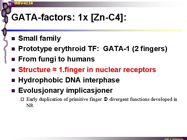 MBV 4230 GATA-factors: 1 x [Zn-C 4]: n n n Small family Prototype erythroid