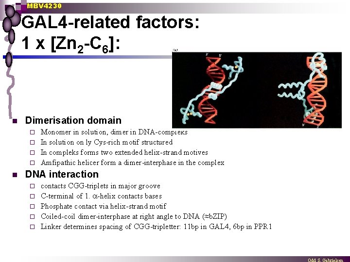 MBV 4230 GAL 4 -related factors: 1 x [Zn 2 -C 6]: n Dimerisation