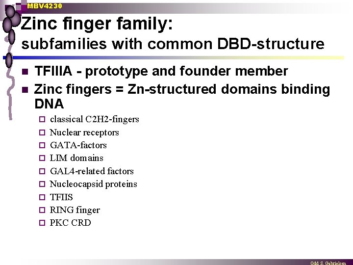 MBV 4230 Zinc finger family: subfamilies with common DBD-structure n n TFIIIA - prototype