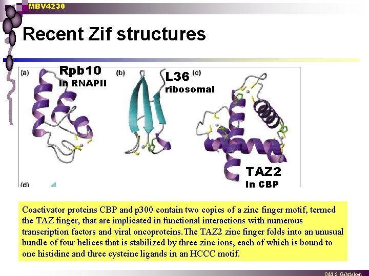 MBV 4230 Recent Zif structures Rpb 10 in RNAPII L 36 ribosomal TAZ 2