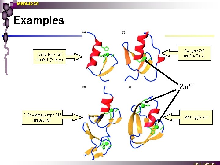 MBV 4230 Examples C 2 H 2 -type Zif fra Sp 1 (3. fngr)