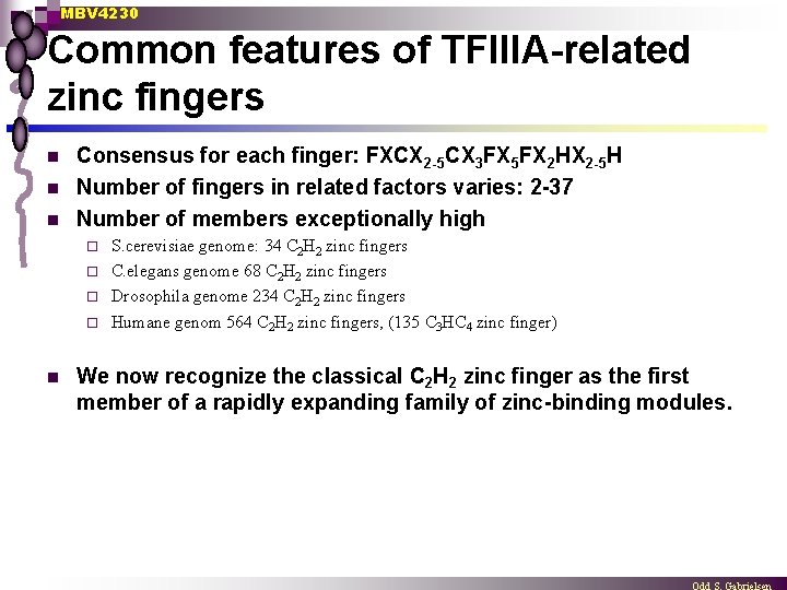 MBV 4230 Common features of TFIIIA-related zinc fingers n n n Consensus for each