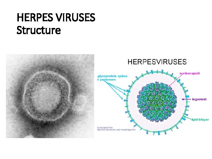 HERPES VIRUSES Structure 