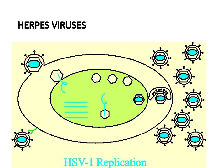 HERPES VIRUSES 