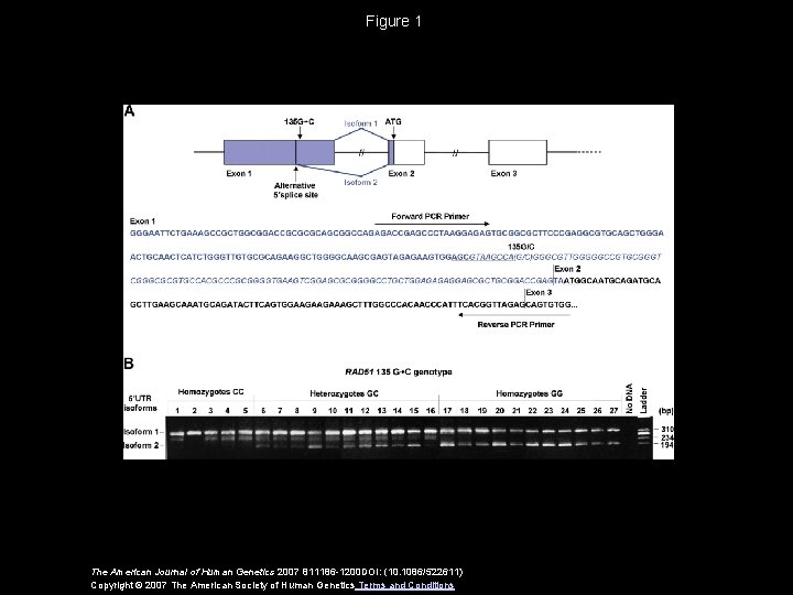 Figure 1 The American Journal of Human Genetics 2007 811186 -1200 DOI: (10. 1086/522611)