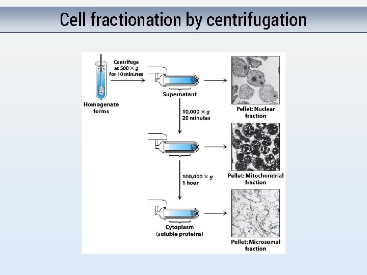 Cell fractionation by centrifugation 