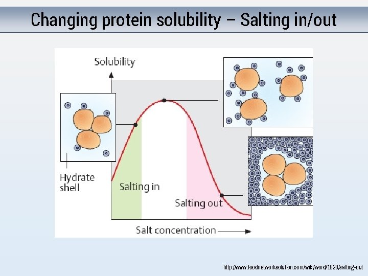 Changing protein solubility – Salting in/out http: //www. foodnetworksolution. com/wiki/word/1820/salting-out 