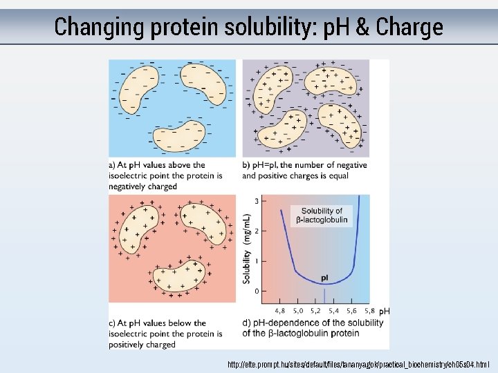 Changing protein solubility: p. H & Charge http: //elte. prompt. hu/sites/default/files/tananyagok/practical_biochemistry/ch 05 s 04.