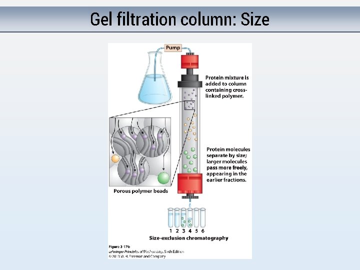 Gel filtration column: Size 