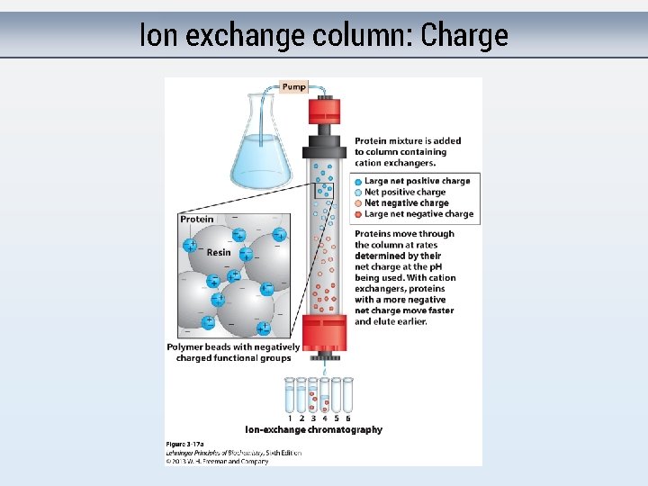 Ion exchange column: Charge 