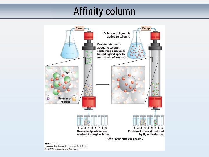 Affinity column 