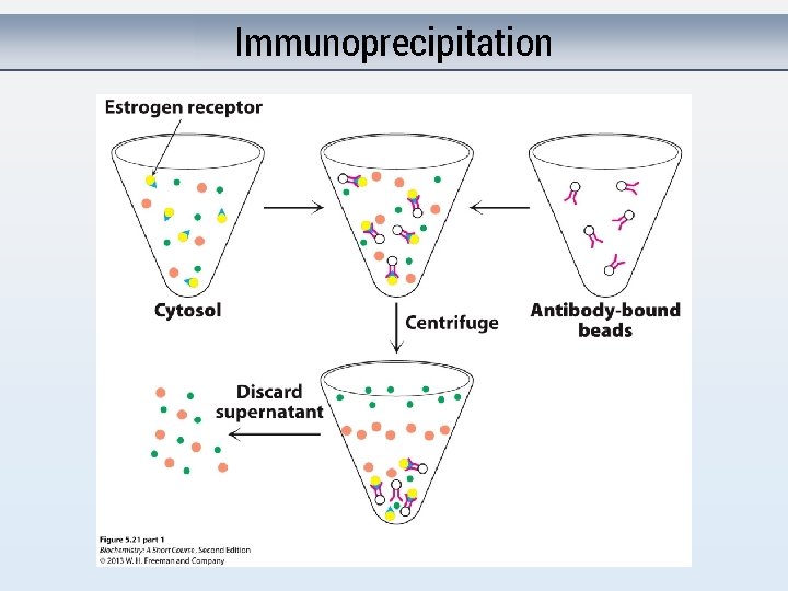 Immunoprecipitation 