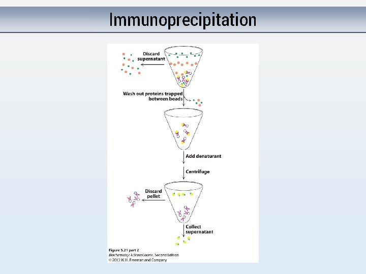 Immunoprecipitation 