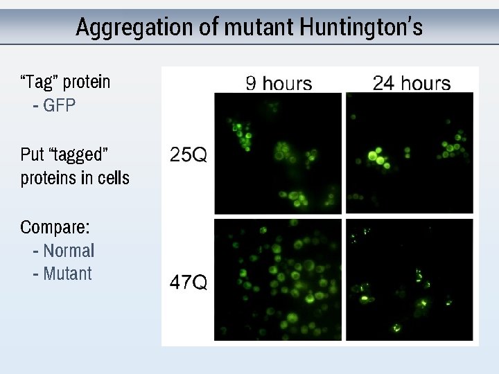 Aggregation of mutant Huntington’s “Tag” protein - GFP Put “tagged” proteins in cells Compare: