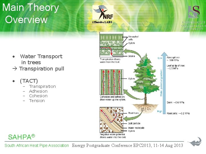 Main Theory Overview i. Themba LABS • Water Transport in trees Transpiration pull •