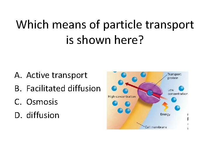 Which means of particle transport is shown here? A. B. C. D. Active transport