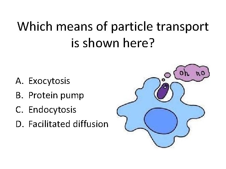 Which means of particle transport is shown here? A. B. C. D. Exocytosis Protein