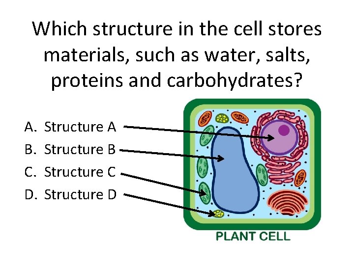 Which structure in the cell stores materials, such as water, salts, proteins and carbohydrates?