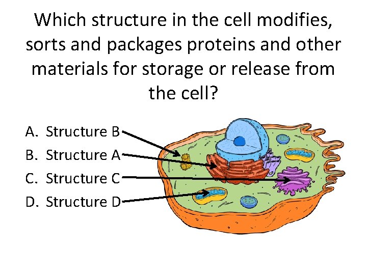 Which structure in the cell modifies, sorts and packages proteins and other materials for