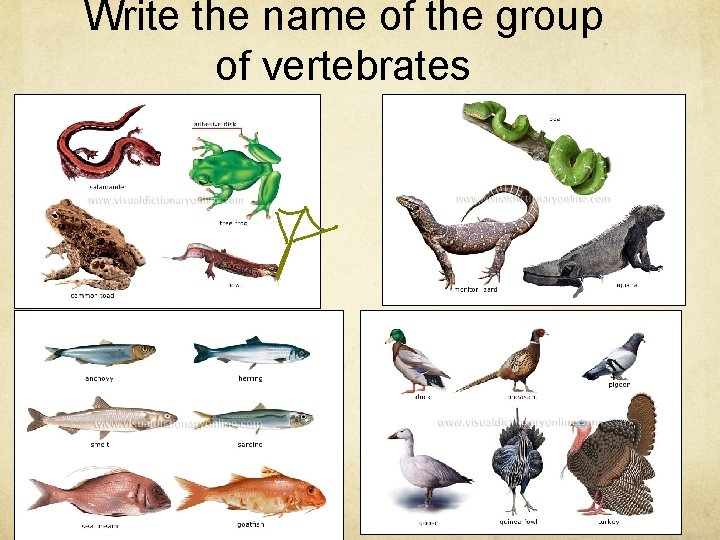 Write the name of the group of vertebrates 