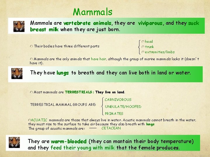 Mammals are vertebrate animals, they are viviparous, and they suck breast milk when they