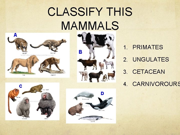 CLASSIFY THIS MAMMALS A 1. PRIMATES B 2. UNGULATES 3. CETACEAN 4. CARNIVOROURS C