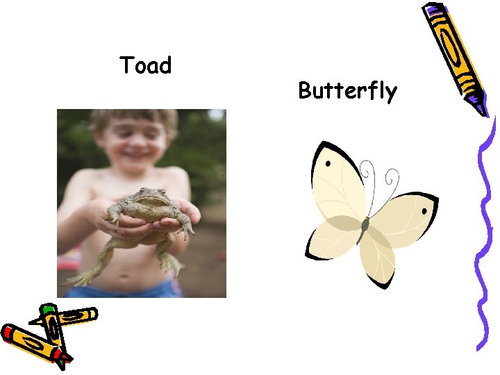 Toad Butterfly 