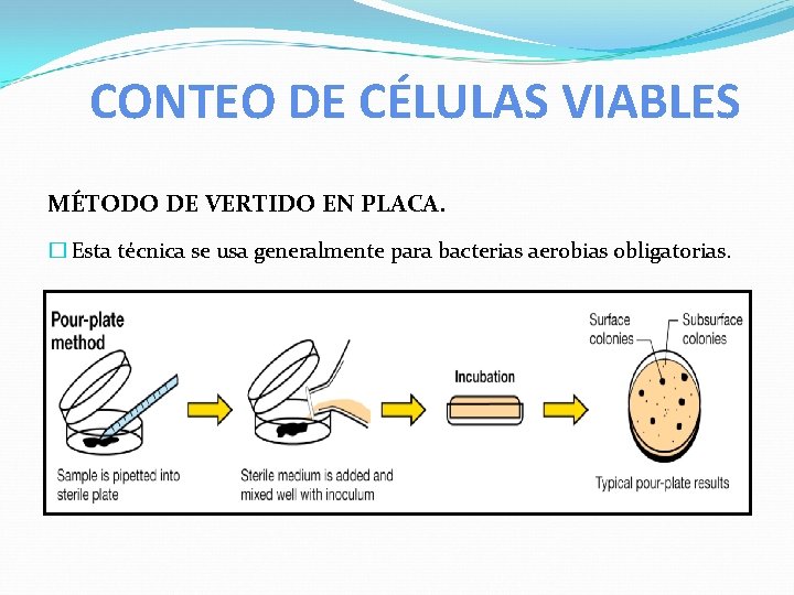 CONTEO DE CÉLULAS VIABLES MÉTODO DE VERTIDO EN PLACA. � Esta técnica se usa