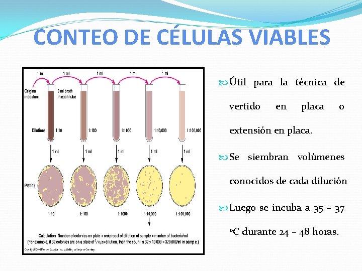 CONTEO DE CÉLULAS VIABLES Útil para la técnica de vertido en placa o extensión