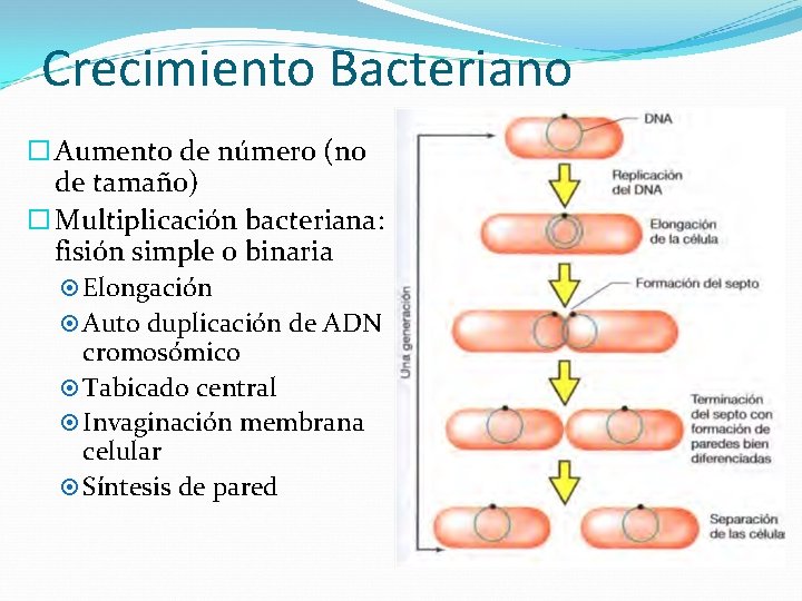 Crecimiento Bacteriano Aumento de número (no de tamaño) Multiplicación bacteriana: fisión simple o binaria